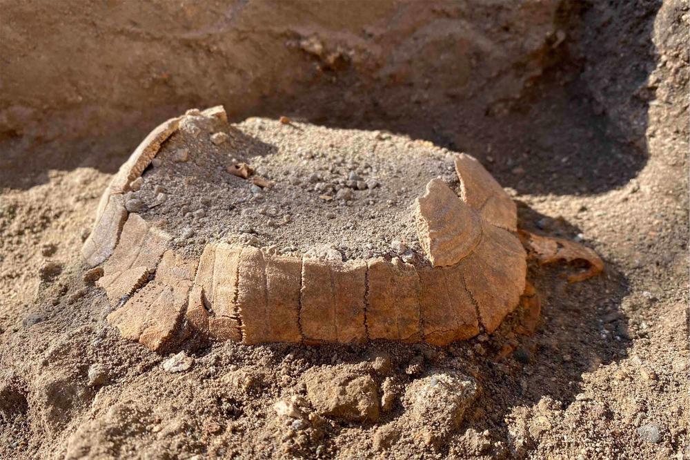 A curious find. The research team analyzed the layers of dirt surrounding the remains of a tortoise to find out how it came to be in Shop 6 of the Stabian Baths.