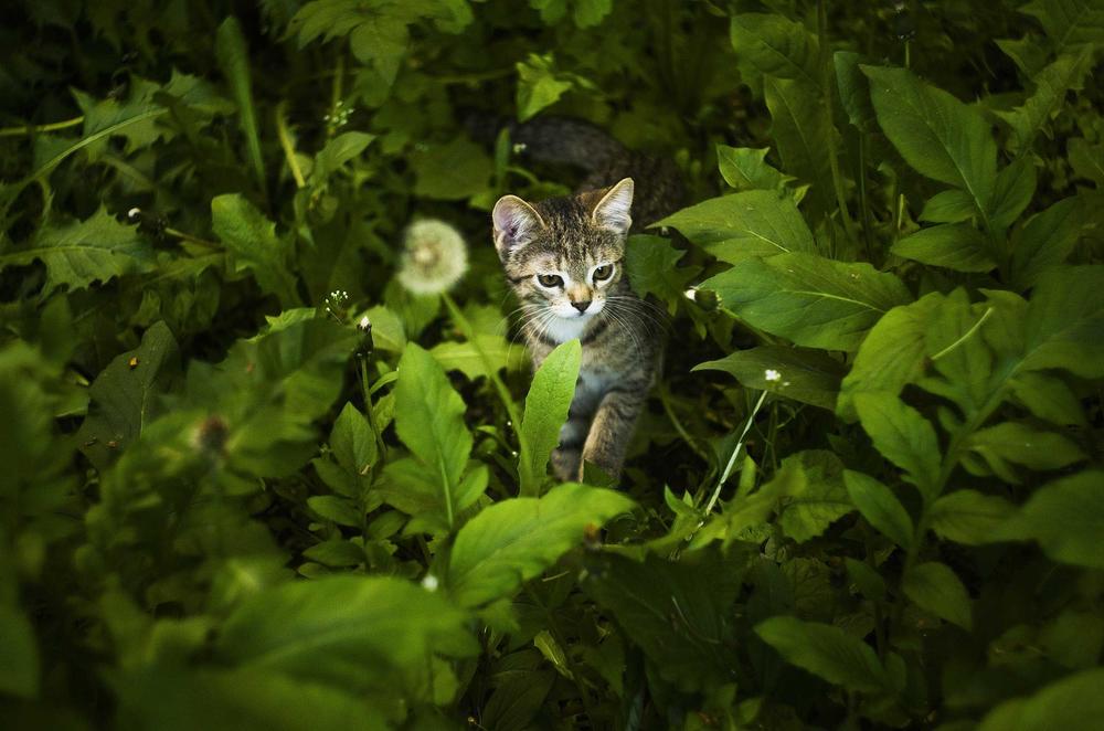 Dangers lurk in the pleasure of hunting: Scientists suspect that cats can be infected with the Rustrela virus via infected mice.