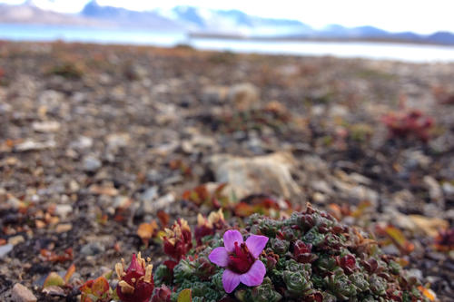 Janna Einöder’s research project: The purple mountain saxifrage (Saxifraga oppositifolia) is one of Spitsbergen’s fascinating floras.