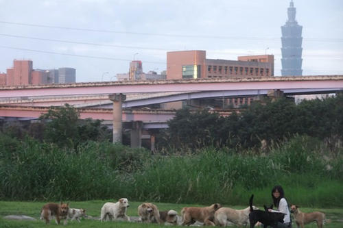 There are always a lot of dogs on the bike paths. Here they are just being fed by a woman. In the background, you can see the Taipei 101.