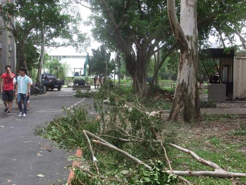 The day after: The typhoon left its mark in the form of fallen trees and other damage.