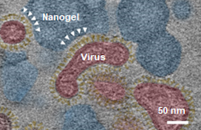 Image 1: Flexible nanogel-virus binding