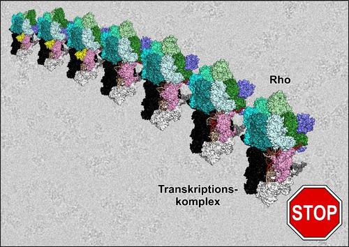 Cryo-EM structures showing the Rho protein on path to terminating a transcription complex.