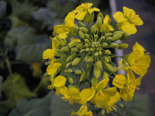 The number of flowers produced by the oilseed rape plant is crucial for yield. The plant hormone cytokinin regulates the formation of flowers. Mutating the plant in a targeted manner allows the development of new oilseed rape varieties.