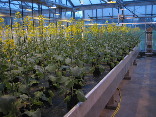 Oilseed rape growing in a Freie Universität Berlin greenhouse. The research team is testing out their findings from previous research on these plants.