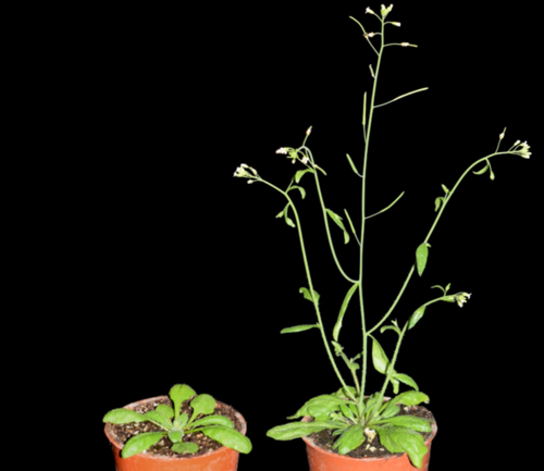 The transition to flowering is regulated by the hormone cytokinin in the model plant Arabidopsis.