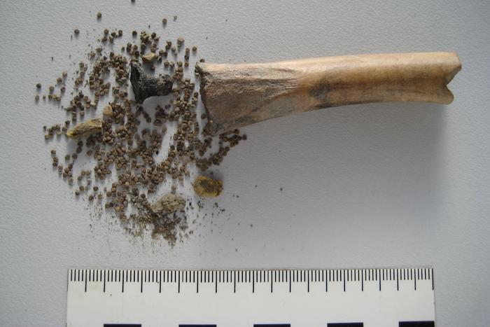 Hollowed-out animal bone with black henbane seeds and tar plug