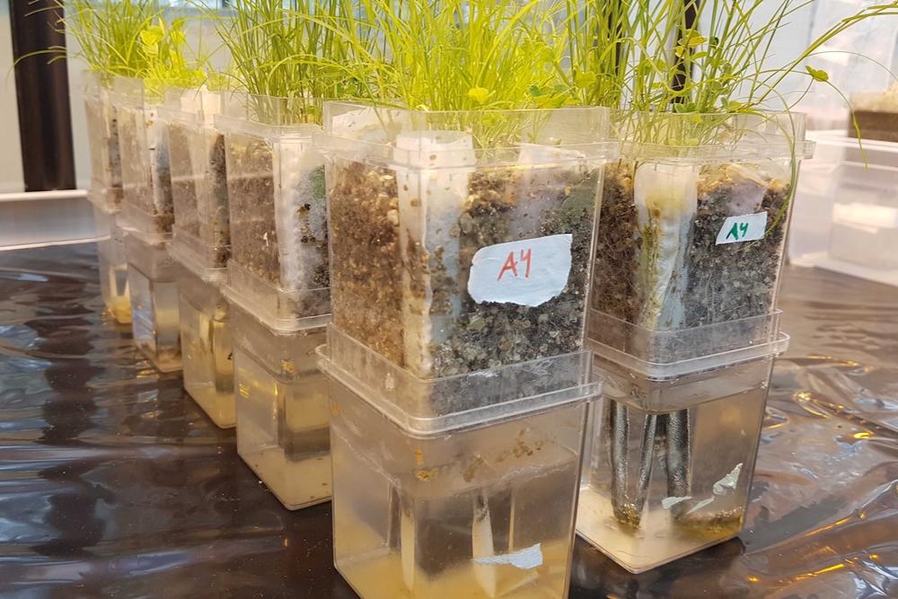 In future experiments antibiotic resistance genes could be added to plant-soil systems to measure changes to biodiversity or ecosystem processes.