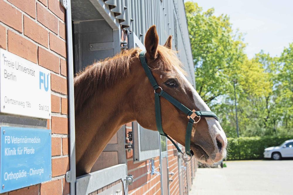 At the Düppel site, horses are operated on, hamsters and dogs are examined - and sea eagles can also be helped.