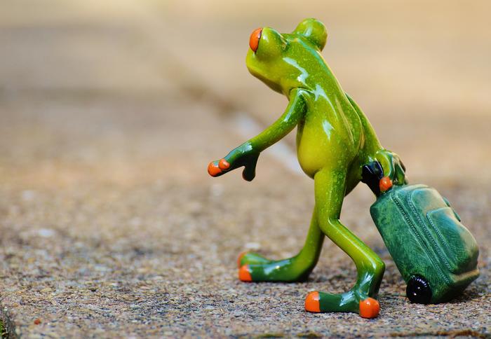 frog-farewell-travel-luggage