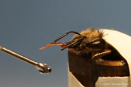 Honigbiene, die den Rüssel ausstreckt, um einen Tropfen Zuckerlösung von einer Pipette aufzusaugen.
