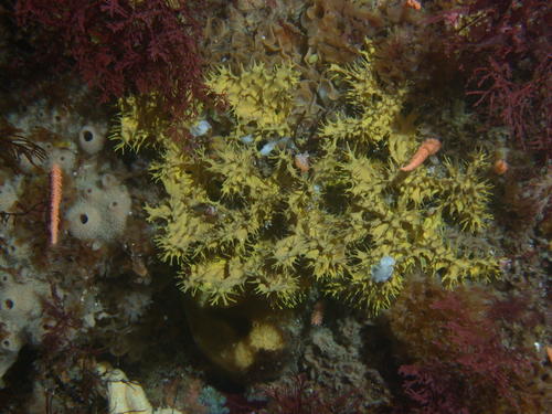 Meeresschwamm aus der Familie der Darwinellidae