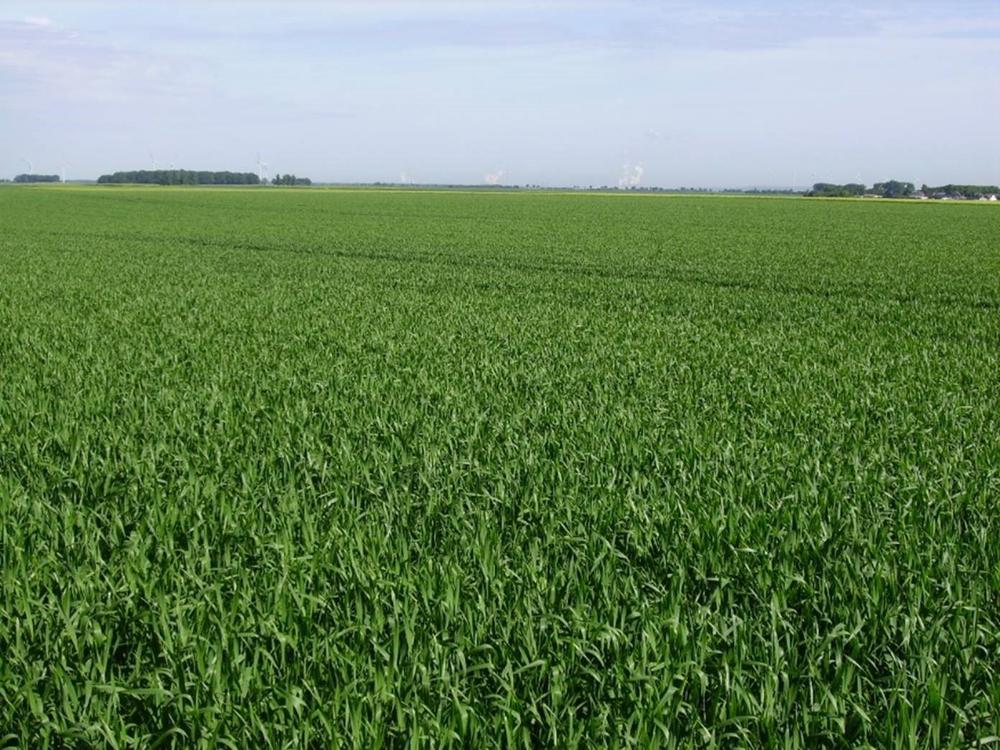 Waldinseln am Rand landwirtschaftlich genutzter Flächen in der Rheinebene nahe Köln.