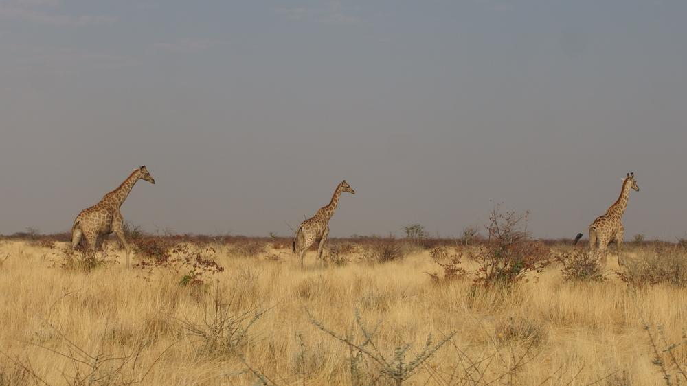 Auch Giraffen sorgen für mehr Biodiversität in Savannen.