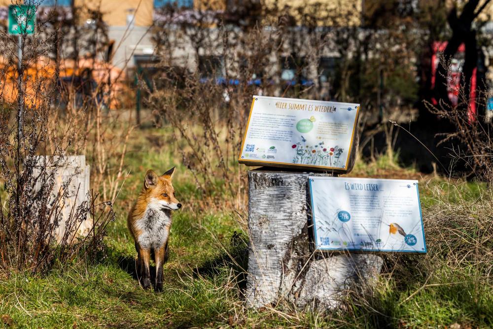 Ab und an lässt sich auch ein Fuchs auf einer der Blühwiesen des Universitätscampus blicken.