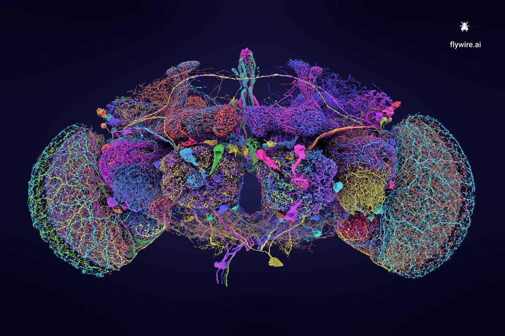 Der Schaltplan des Nervensystems der Taufliege Drosophila melanogaster stand im Fokus der Untersuchung.