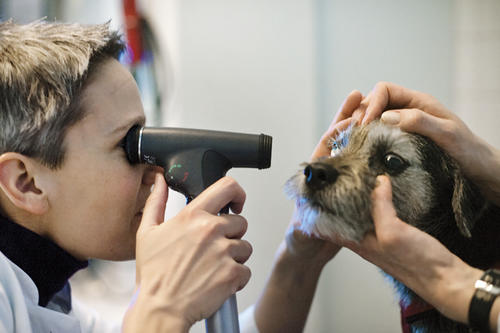 Den Patienten im Blick: Tiere mit Augenproblemen sind in der Abteilung für Ophtalmologie bestens aufgehoben.