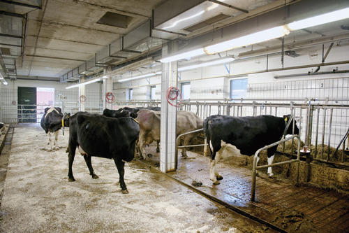 So lässt es sich als Kuh gut leben: In den Stallungen der Tierklinik für Fortpflanzung haben die Tiere viel Platz für Bewegung.