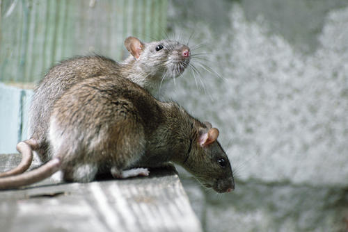 Besorgniserregend für Forscher wie Sebastian Günther: Rund 16 Prozent der Berliner Ratten sind von multiresistenten Darmkeimen befallen.