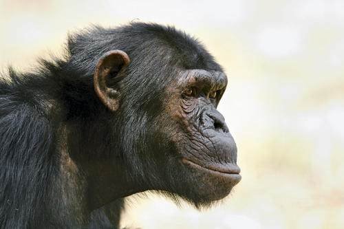 Das Schimpansen-Männchen Vale, 15, spielt besonders gern mit den Jungtieren aus seiner Gruppe