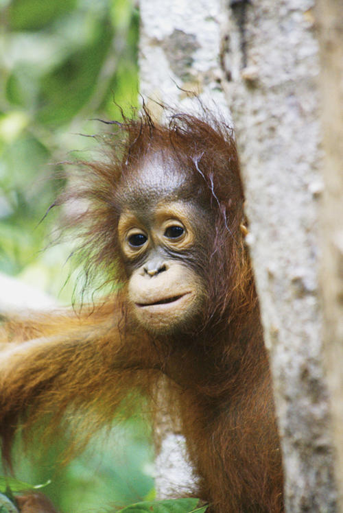 Dieses Orang-Utan-Jungtier hat noch keinen Namen. Es ist etwa drei bis vier Jahre alt und trinkt besonders gerne Milch, die täglich zugefüttert wird.