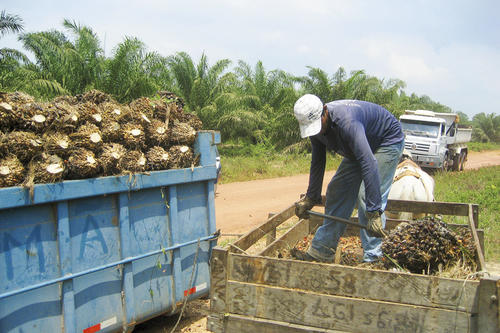 Kleinbauern in der Gegend von Moju verladen die Palmölfruchtstände.