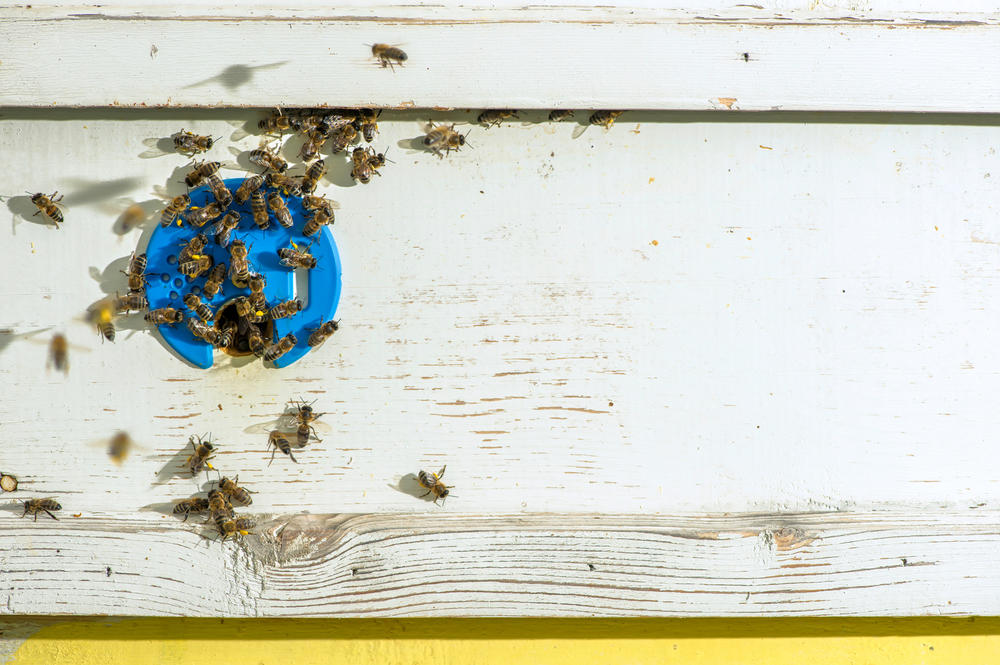 Bienen als Umweltforscher einzusetzen, hat sich Randolf Menzel zum Ziel gesetzt.