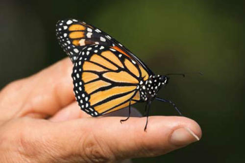 Bei den Insekten ist das Zugverhalten des Monarchfalters am besten untersucht.