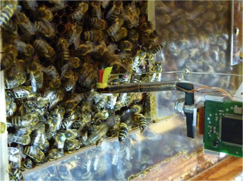 Ausgetrickst: Wissenschaftler der Freien Universität instruierten 2011 mit einem Bienenroboter erfolgreich echte Insekten, zu einem Futterversteck zu fliegen.