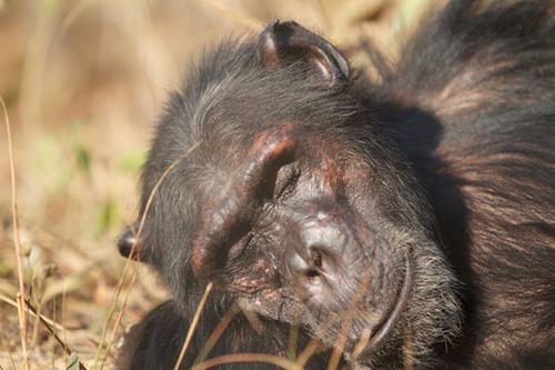 Das Schimpansenmännchen Nicky hält ein Nickerchen in der Sonne.