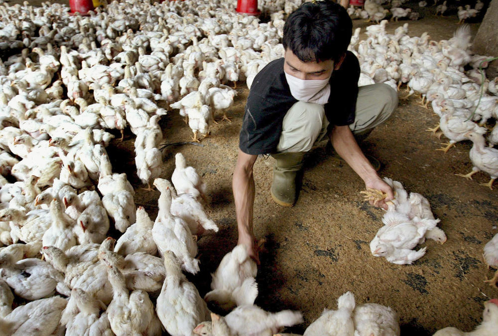 Gefahr für Tiere und Menschen: 2006 warnte die WHO vor einer Pandemie mit dem Vogelgrippevirus H5N1. Auf Geflügelfarmen wie hier in Jakarta, Indonesien, mussten Hühner getötet werden.