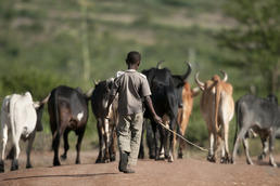 A serious illness: Cattle farming represents the livelihoods of many people in northern and eastern Africa. That means the spread of pathogenic Theileria has even more devastating effects, and research on how to fight it is even more urgently needed.