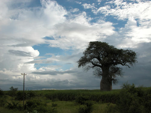 Können bis zu 2000 Jahre alt werden: Baobabs, afrikanische Affenbrotbäume wie dieser in Malawi, bergen wichtige Daten für die Klimaforschung.