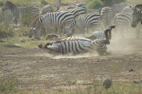 Forschung im Wildpark statt Foto-Safari: Doktorandinnen und Doktoranden eines Graduiertenkollegs der Freien Universität haben in der Serengeti zehn Tage lang Tierkot gesammelt.