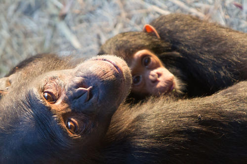 Aus der Nähe können Studierende und Wissenschaftler in Chimfunshi das Verhalten von Schimpansen beobachten.