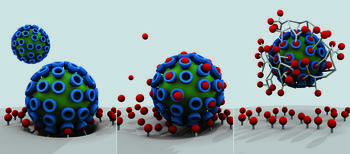 Virus-cell binding as the first step to a viral infection (left) and how it can be partially inhibited through standard active agents (center). By contrast, multivalent agents (right) can effectively shield against viruses and block the infection.