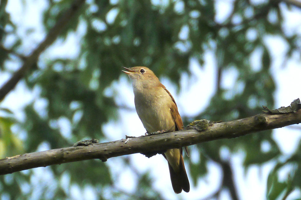 Extraordinary singers: Male nightingales do not fight musical duels with their rivals. Instead, they sing along with them like in a duet.