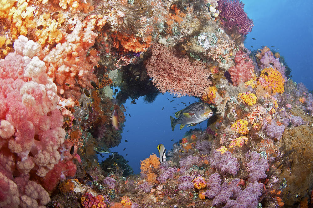 Einzigartiger Lebensraum: Intakte Korallenriffe wie hier bei Raja Ampat vor der Küste Indonesiens sind auch Kinderstuben und Fressgründe für viele Fischarten.