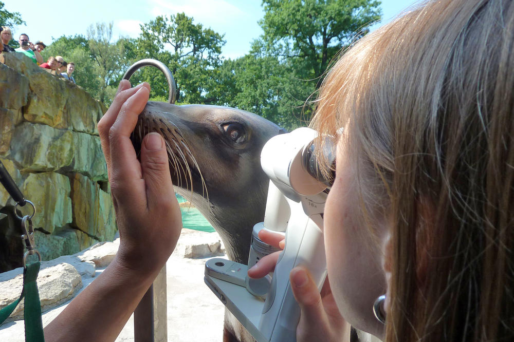 Bitte stillhalten: Miriam Stach untersucht das Auge eines Seelöwen mithilfe einer Handspaltlampe. Die mikroskopische Betrachtung ist nur möglich, wenn das Tier stillhält. Doch kann die Hand als „Andockstelle“ helfen, den Kopf zu fixieren.