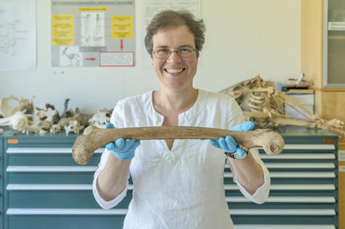 Die Archäologin Eva Rosenstock mit einem prähistorischen Oberschenkelknochen.
