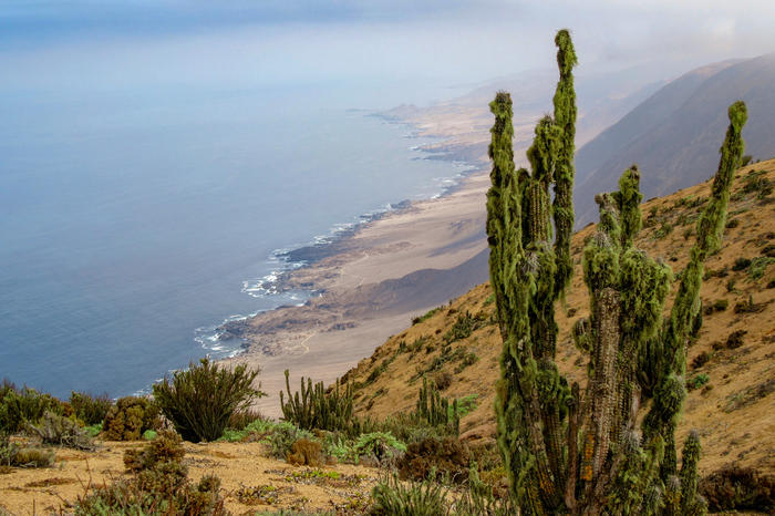 An der Steilküste des Nationalparks Pan de Azúcar in Chile trifft der größte Ozean der Erde, der Pazifik, mit der trockensten Wüste der Erde,der Atacama, zusammen. Der kühle pazifische Humboldt-Strom verursacht die Trockenheit der angrenzenden Wüste.