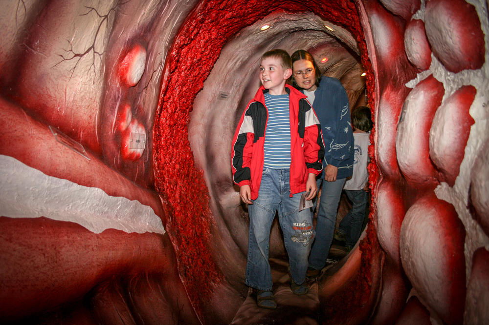 Between villi and crypts: The intestinal flora has a crucial influence on the immune system. At the Long Night of the Sciences, visitors are invited to walk into a model of the intestine for an inside look at the organ.
