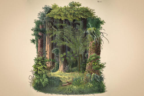 Abbildung einer Jupati-Palme; sie stammt aus Carl Friedrich Philipp Von Martius’ Band „Historia Naturalis Palmarum“ (1823–1853). Das Buch liegt im Botanischen Museum Berlin.