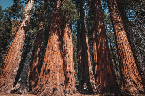 Eindrucksvolle Dimension.Wie ein Zwerg wirkt einMensch neben einem Riesenmammutbaum (Sequoiadendron giganteum), der wie hier im Sequoia-Nationalpark eine Höhe von bis zu 95Metern erreichen kann.