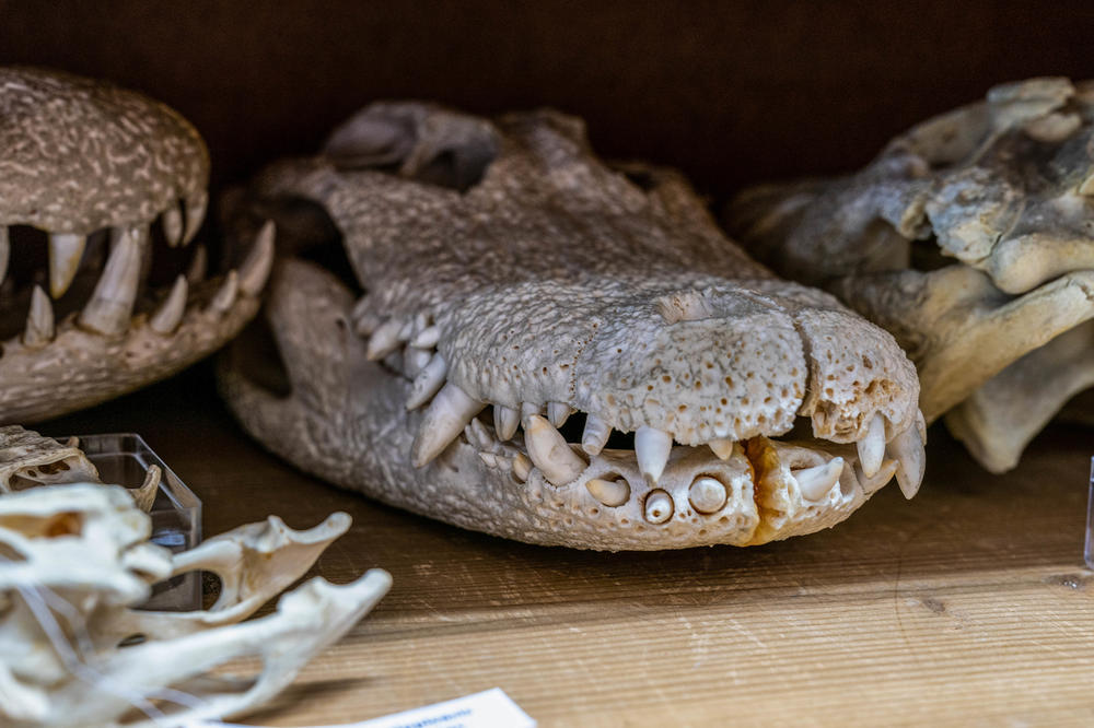 Studierende fühlen Alligatoren und Krokodilen auf den Zahn. Im Gegensatz zu Säugetieren haben Reptilien nur eine Sorte Zähne. Jeder Zahn wird durchschnittlich einmal pro Jahr ersetzt.