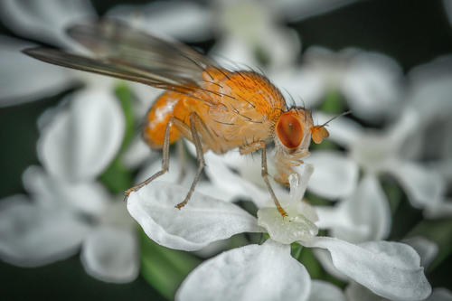 Kleines Tier groß in der Forschung: Fruchtfliege Drosophila melanogaster.