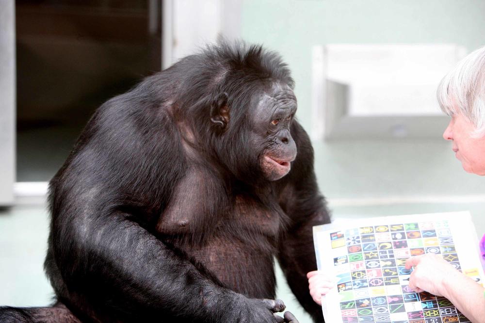In einem Labor lauscht der Bonobo-Affe Kanzi aufmerksam einer Wissenschaftlerin, die eine Pappe mit bunten Symbolen in der Hand hält.