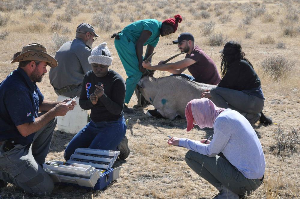 Im Einsatz. Tiermedizin-Student Thomas Conrad (hinten, 2. v. r. rechts) untersucht gemeinsam mit Studierenden vor Ort eine Oryxantilope.