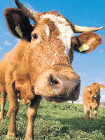 Eine Kuh gibt heute bis zu sechsmal mehr Milch als vor 100 Jahren.