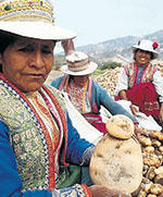 Schmackhafte Vielfalt: Bäuerinnen beim Kartoffelanbau in Peru Foto:CIP